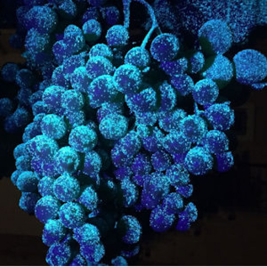 Пръскачка овощарска електростатична BOA PRO 2000 L. 2х90